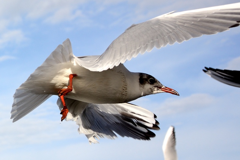 animal themes, wing, animals in the wild, lake, flapping, beak, vertebrate, mid-air, no people, sky, motion, animal, cloud - sky, outdoors, seagull, bird flight