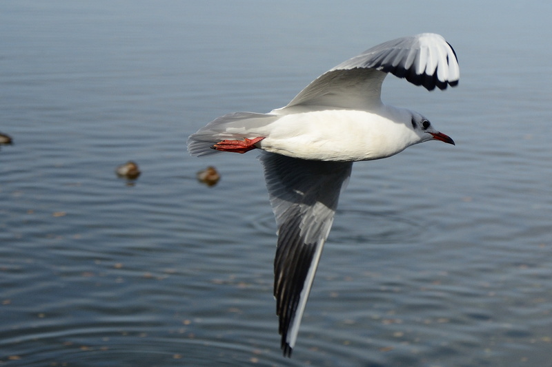 seagull, wing, animal themes, flight form, spring dress, plumage, water bird, focus on foreground, dom, locomotion, sky, waterfront, mid-air, feather, 2K