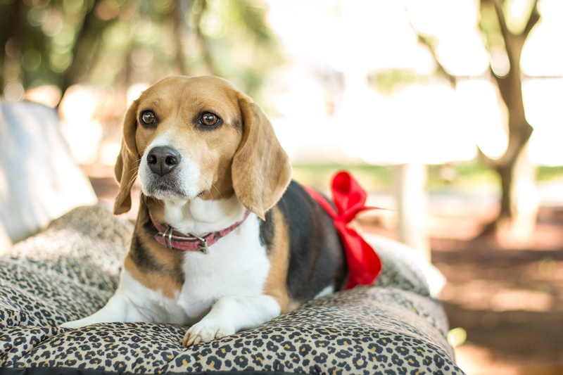 no people, domestic animals, animal, tricolor, animal head, essay, one animal, relaxation, lying, looking away, portrait, beagle, looking, pets, mammal