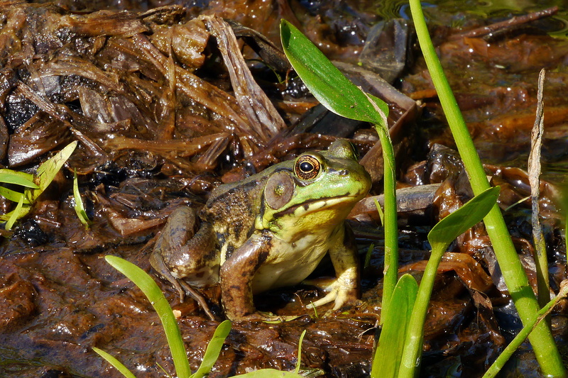 nature, green color, close-up, amphibian, frog, bronze frog, tympanic membranes, no people, small bullfrog, fish, rana clamitans melanota, dead, lake, animal
