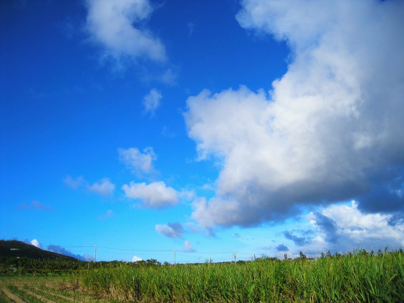Field, wind, environment, japan, sky, land, blue sky, south island, horizon, beauty in nature, green, rural scene, grass, horizon over land, okinawa, white