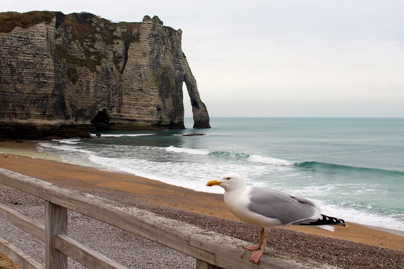 no people, cliff, horizon over water, postkartenmotiv, land, seagull, evening, weather mood, romantic, france, landing, 2K, port, outdoors, animals in the wild