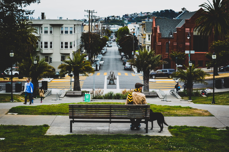 plant, urban, back, person, building exterior, park, beside, from behind, dog walker, city, man, building, dog, architecture, door, incidental people, group of people