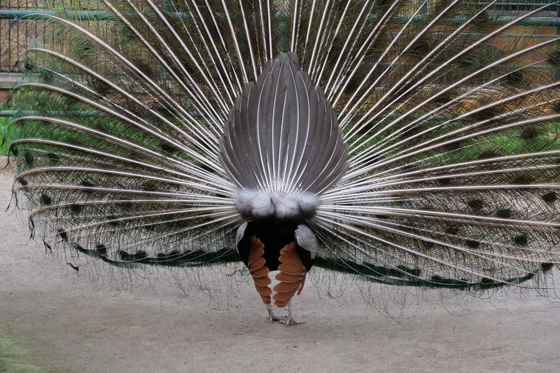 rear view, peacock from behind, nature, from the rear, vertebrate, one animal, 5K, one person, wheel, feather, courtship, animals in the wild, peacock feather