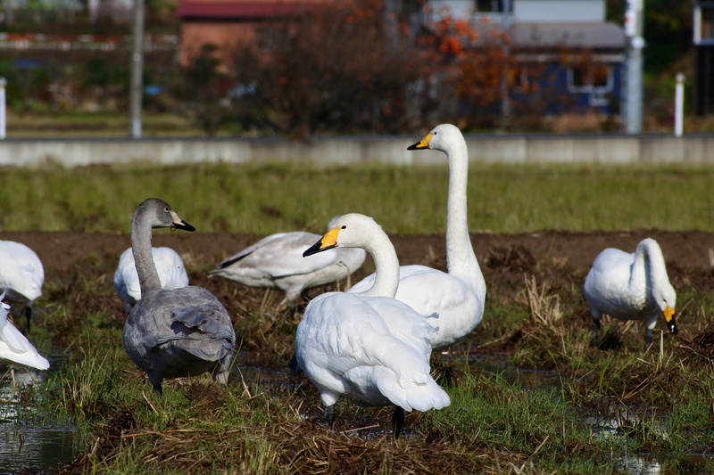white color, goose, bird, cygnus columbianus, landscape, wild birds, waterfowl, from behind, fields, day, yamadas rice fields, animal themes, water bird