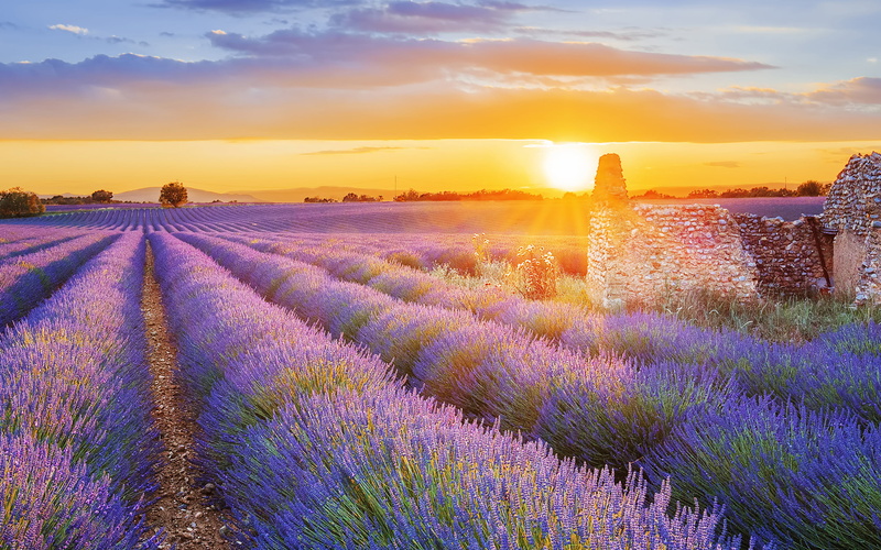 2K, lavender, scenery from behind, sunlight