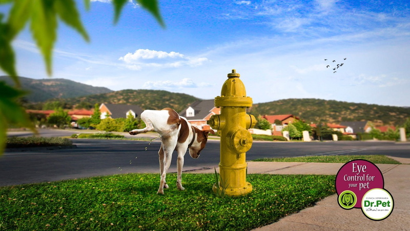 dog, 720P, commercial, artwork