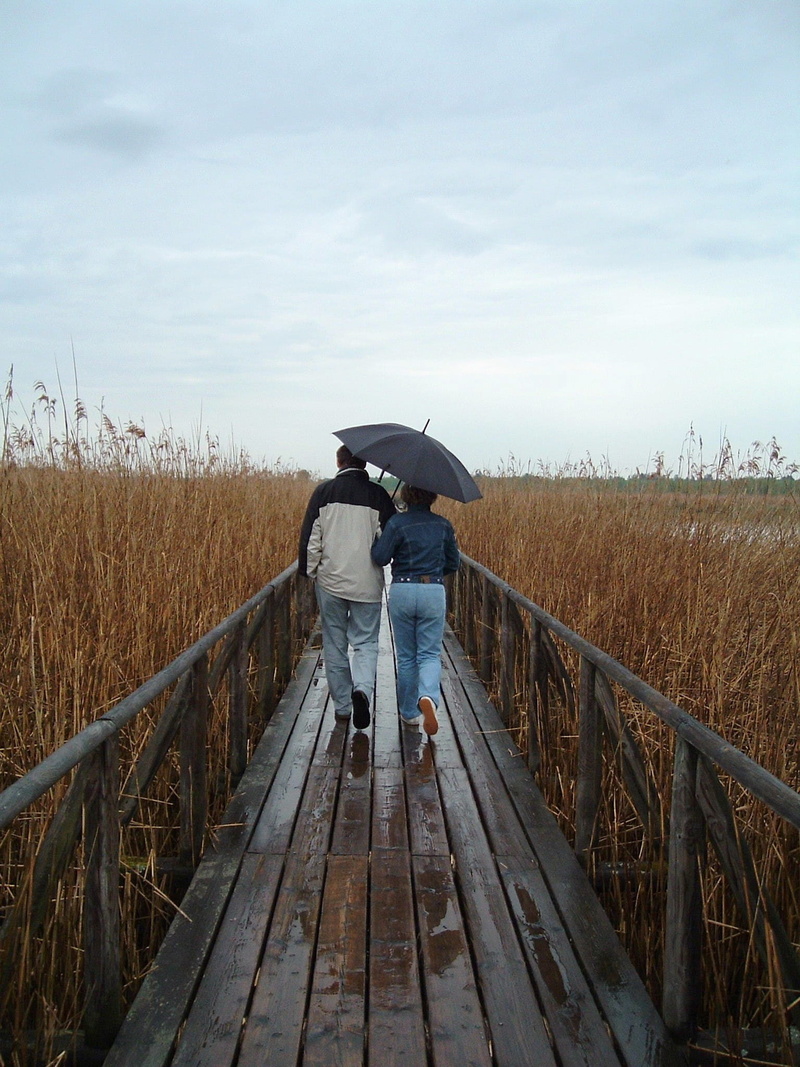 rain, Nature, 1080P, together, landscape, one man only, plant, Walk, real people, sky, web, day, adults only, rural scene, outdoors, protection, rear view