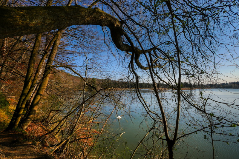 reflection, shadow, beauty in nature, away, bank, water, trunk, nature, tree, day, walk, land, hiking, branch, bavaria, dusk, landscape, tranquility, light