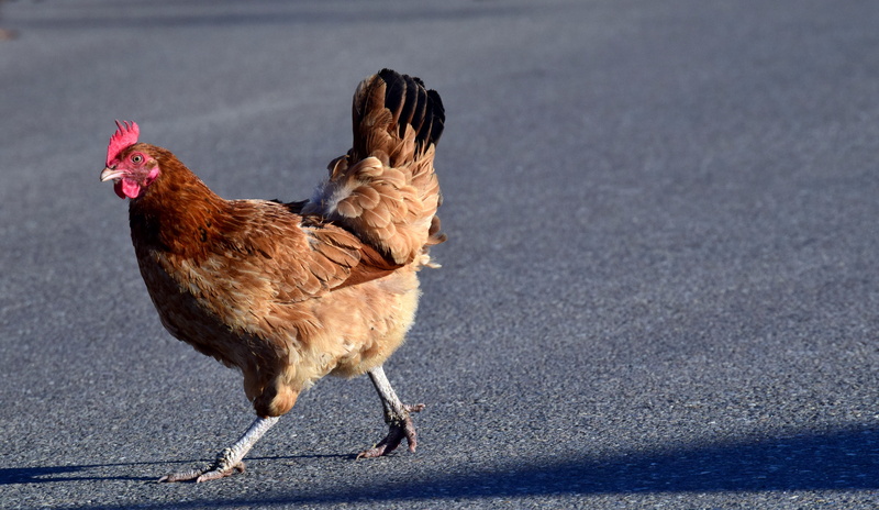 poultry, animal husbandry, country life, animal themes, one animal, feather, animal, range, nature, surface level, 5K, walking, asphalt, domestic animals