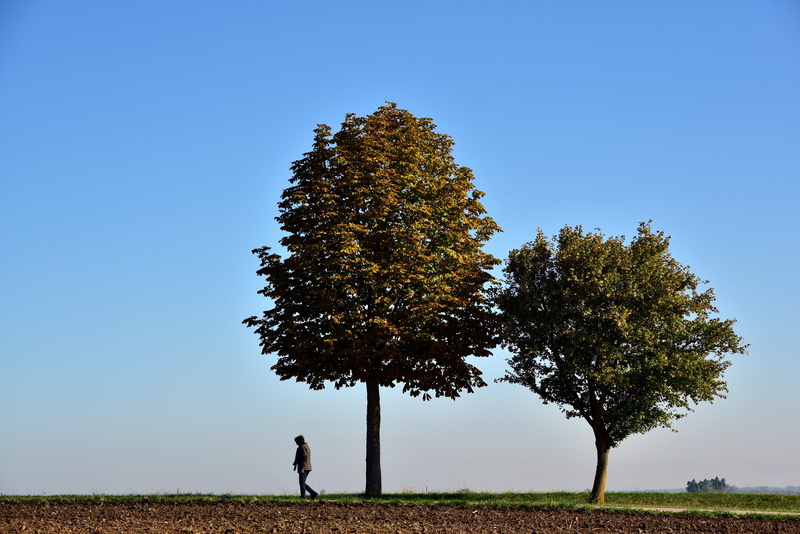 lonely, clear sky, pedestrian, outdoors, grass, men, away, trees, sky, autumn, plant, one person, real people, person, full length, beauty in nature, growth