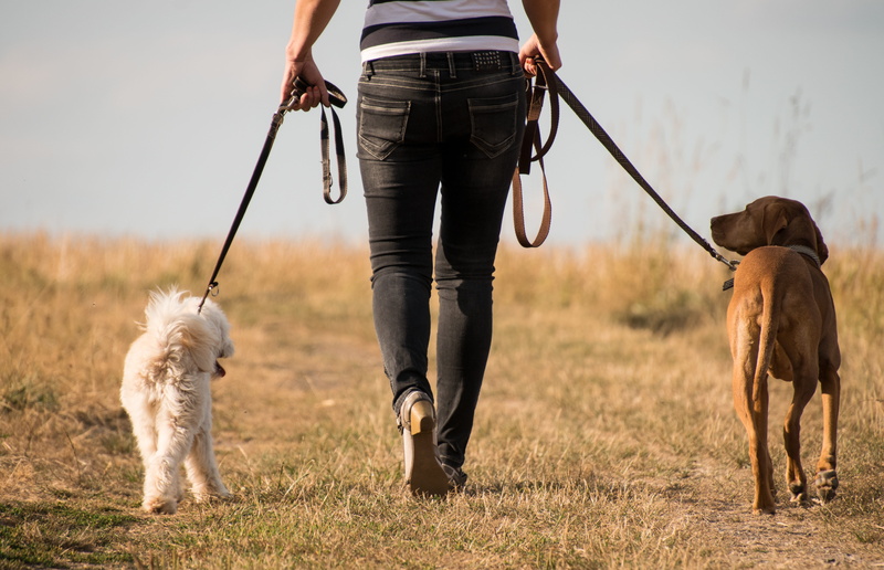one animal, pet leash, men, 5K, walk, vertebrate, away, leash, canine, dog, pets, leisure activity, animal, domestic, trust, pet owner, one person, human