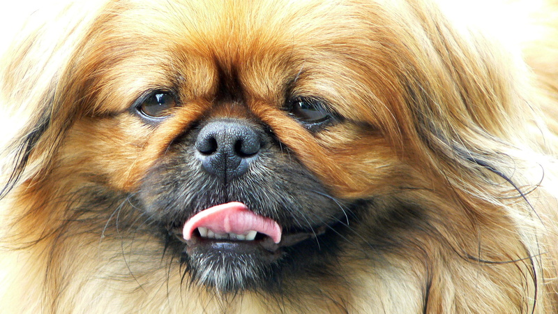 animal hair, pekingese, fur, domestic animals, lap dog, one animal, portrait, dog, language, animal tongue, redhat, mouth open, animal themes, looking away