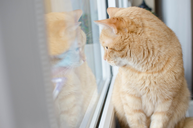 animal themes, one animal, domestic, domestic cat, 4K, pets, indoors, no people, red cat, close-up, domestic animals, redhat, looking, eyes closed, animal body part