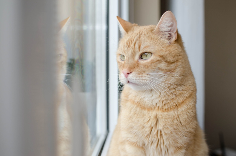 window, animal themes, dachowiec, animal, ginger cat, domestic, close-up, redhat, mammal, 4K, pets, feline, domestic animals, no people, animal head, red cat