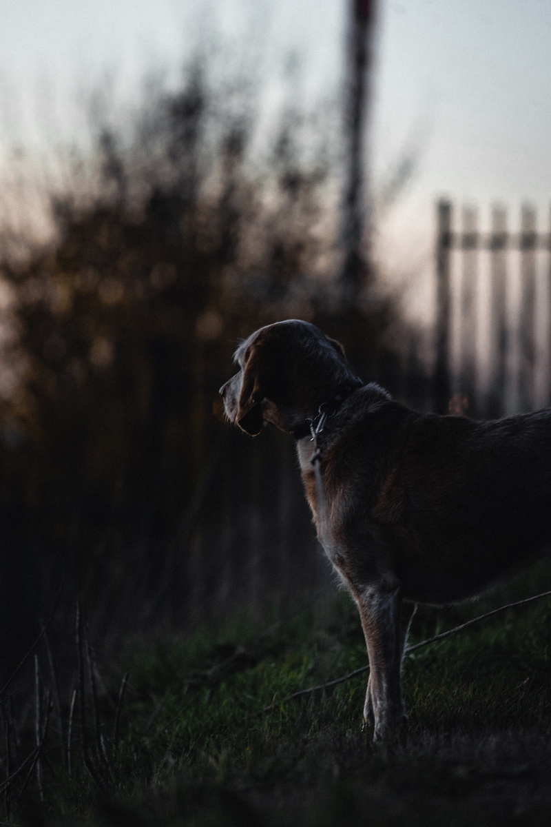 hound, pets, 5K, no people, selective focus, land, field, domestic animals, near, the netherlands, pointer, standing, dog, vertebrate, plant, sphere, looking away