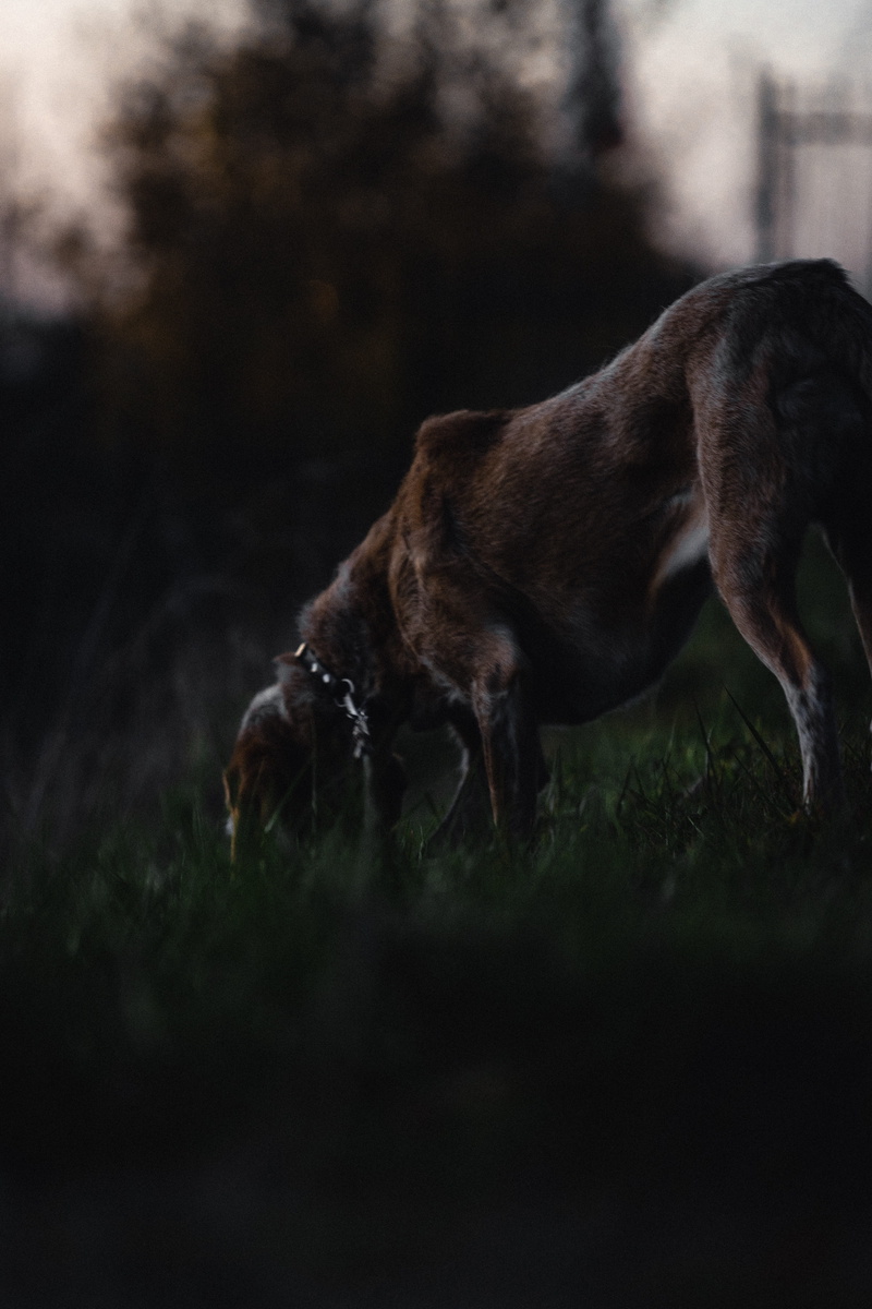 plant, pets, photography, 5K, white, nature, canine, short, pet, selective, dark, running, elk, mood, coated, mammal, animal themes, horse, field, electronics