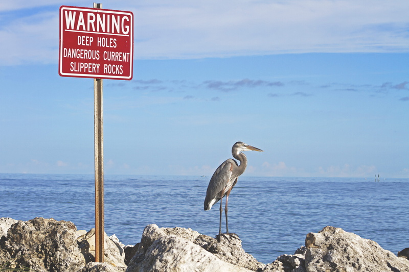 animal themes, black, bird, near, solid, standing, sky, horizon over water, perching, beside, sign, rock, water, Gray, heron, deep, wildlife, 5K, animal wildlife