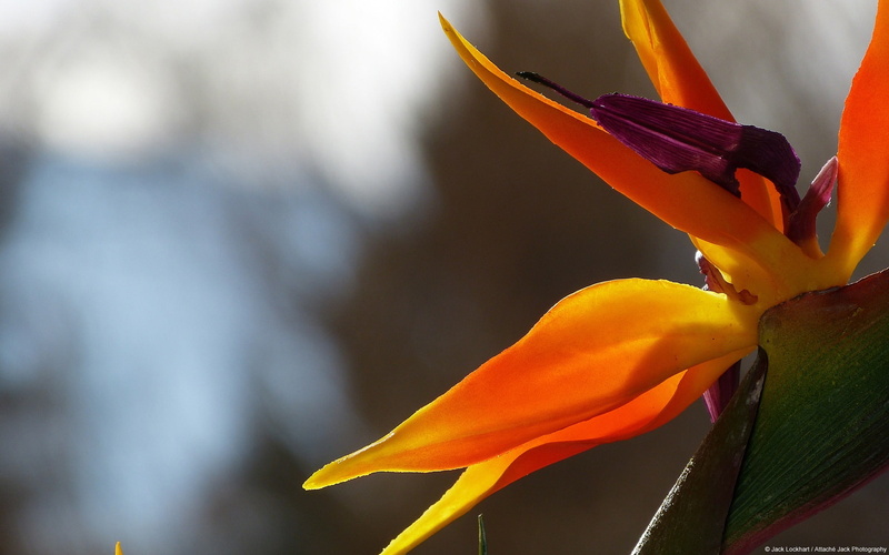 plant, fragility, freshness, inflorescence, day, no people, bird, petal, quality, yellow, high, orange color, vulnerability, flower head, hd, paradise