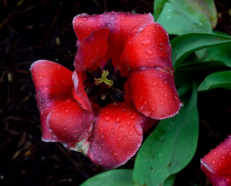 season, fragility, petal, plant, water, no people, natural, freshness, colorful, beauty in nature, flowering plant, floral, droplets, red, tulip, flower