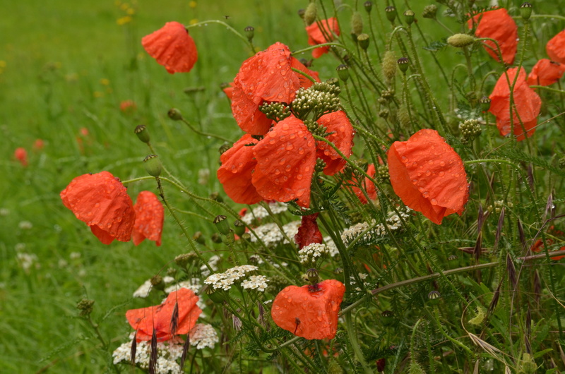 4K, flower head, leaf, no people, plant, land, poppy, vulnerability, outdoors, plant part, green, rain, field, close-up, petal, red, green color, flowering plant