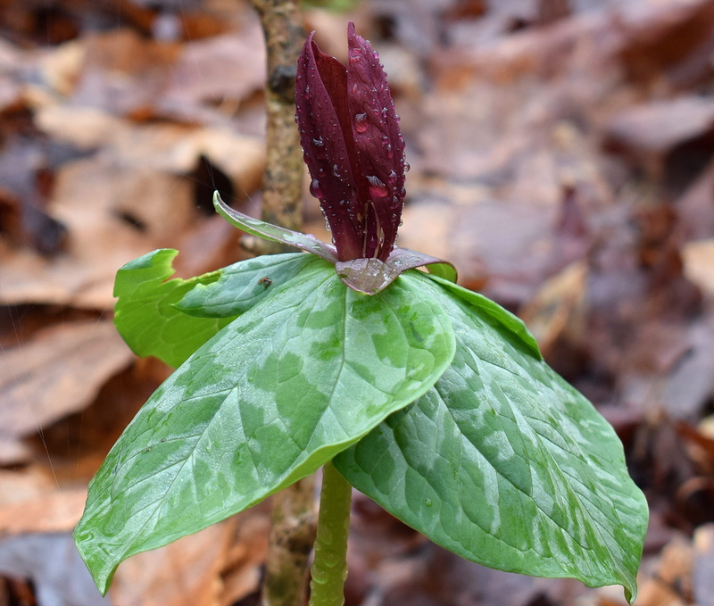 trillium, foliage, bloom, velvety, outdoors, spring, wildflower, plant, dark red trillium, growth, mottled, focus on foreground, leaf, drop, flower, Trillium Recurvatum