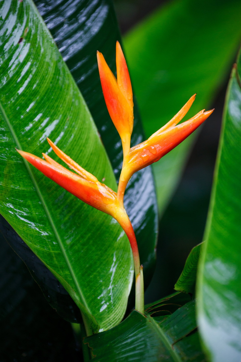 vulnerability, botany, blossom, beautiful, heliconia, beauty in nature, flower head, growth, red, orange, bloom, exotic, flowering plant, leaf, tropical