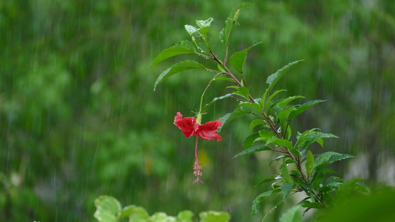 beauty In Nature, plant part, flower head, hibiscus flower, summer, nature, focus, poppy, flower, fragility, freshness, beaded, photography, close-up, Hibiscus