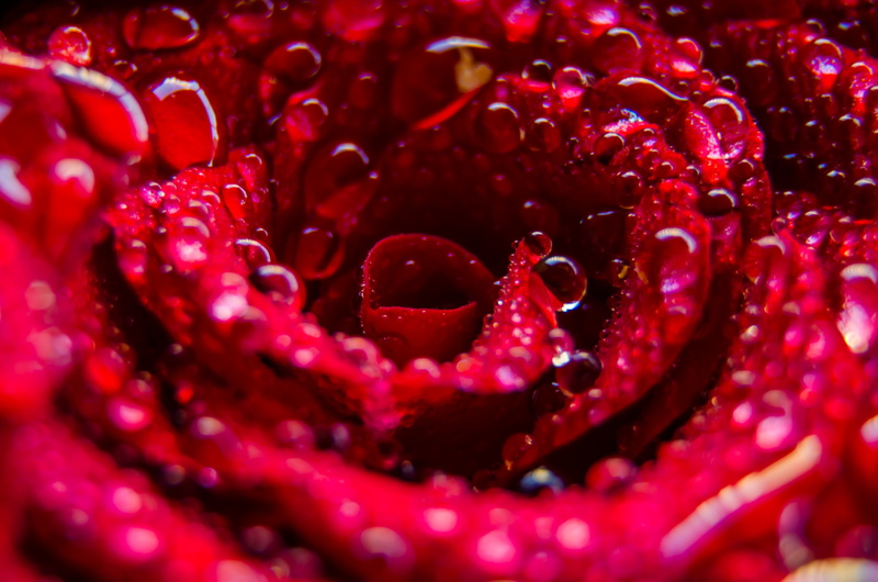 art, nature, color, droplets, close-up, garden, 4K, rain, texture, decoration, flower, water, shining, rose, blooming, insubstantial, bright, beautiful