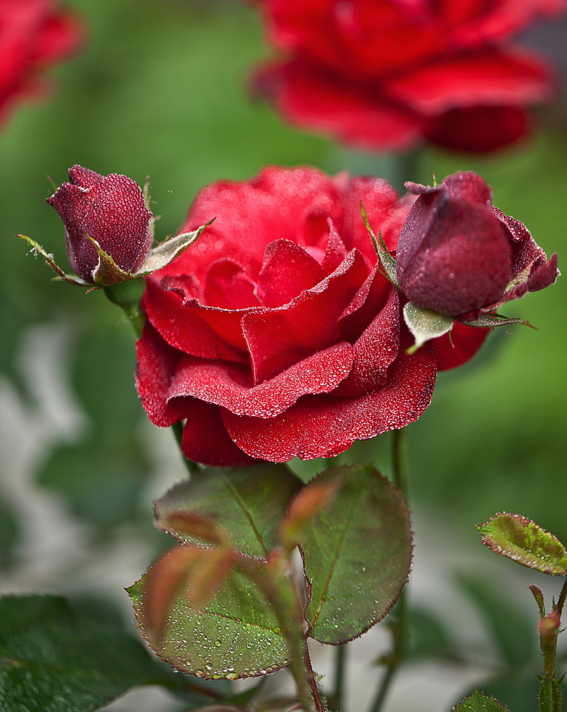 colorful, summer, the background, garden, wet rose, plant part, water, flora, 4K, foliage, rain, a garden plant, flower head, green, beauty in nature