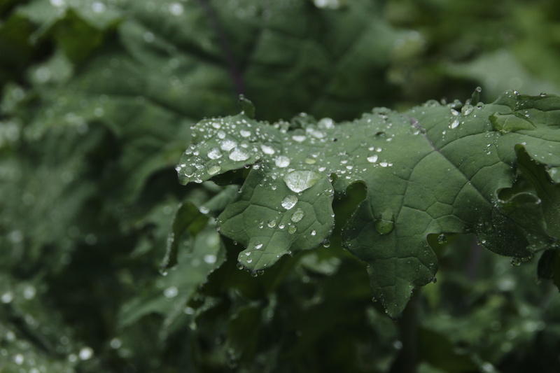 natural, summer, nature, dew, bright, leaf, 5K, environment, plant, garden, macro, color, blossom, purity, flower, fresh, close-up, foliage, plant part