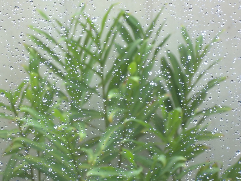 full frame, yellow, flower, Vase, landscape, raindrop, drip, droplet, 4K, liquid, Plant, plant part, day, time, outdoors, beauty in nature, rain, dew