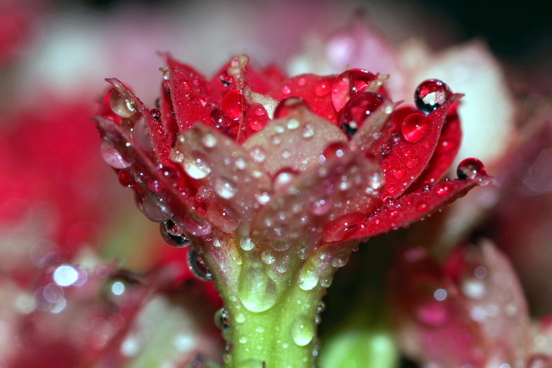 growth, raindrop, green, flower, plant, drop, dew, flower head, close-up, shine, rainy season, rain, nature, drops, freshness, fragility, outdoors, flowering plant
