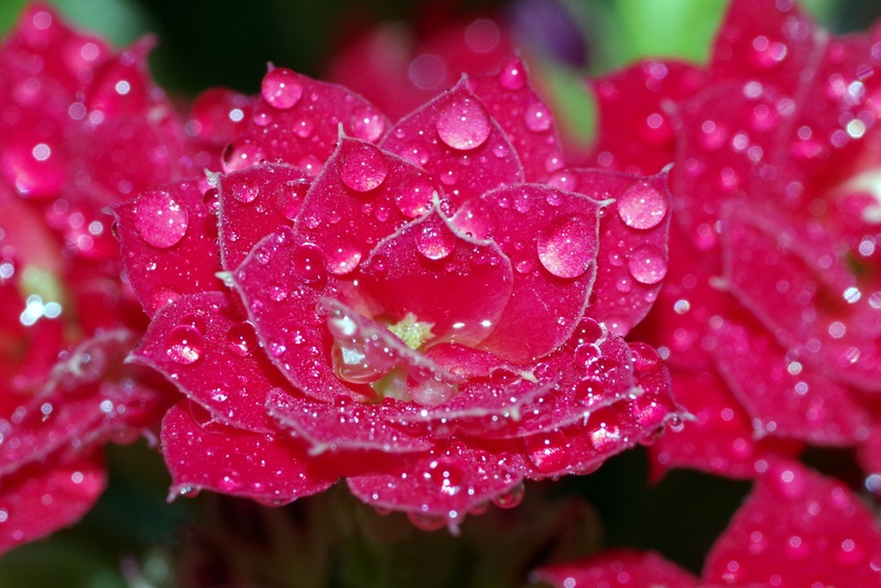 outdoors, macro, water, plant part, drop, fragility, beauty in nature, vulnerability, red, no people, raindrop, flowering plant, flower head, the petals