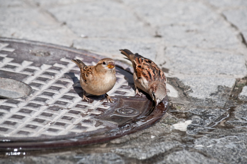 claw, animal, animals in the wild, young animal, dove - bird, sparrow, group of animals, selective focus, water, stone floor, drink, animal wildlife, zoology