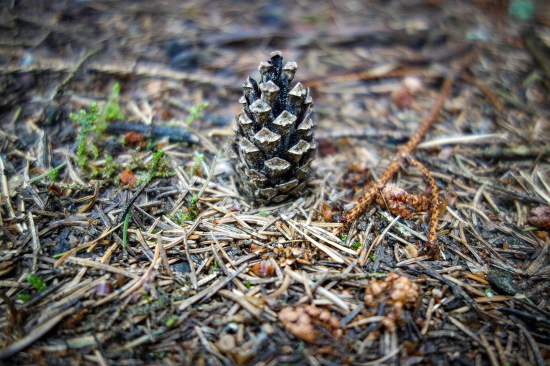no people, butterfly - insect, outdoors, green, brown, moist, softwood, day, forest, forest floor, pine cones, evergreen, animals in the wild, tap, plant