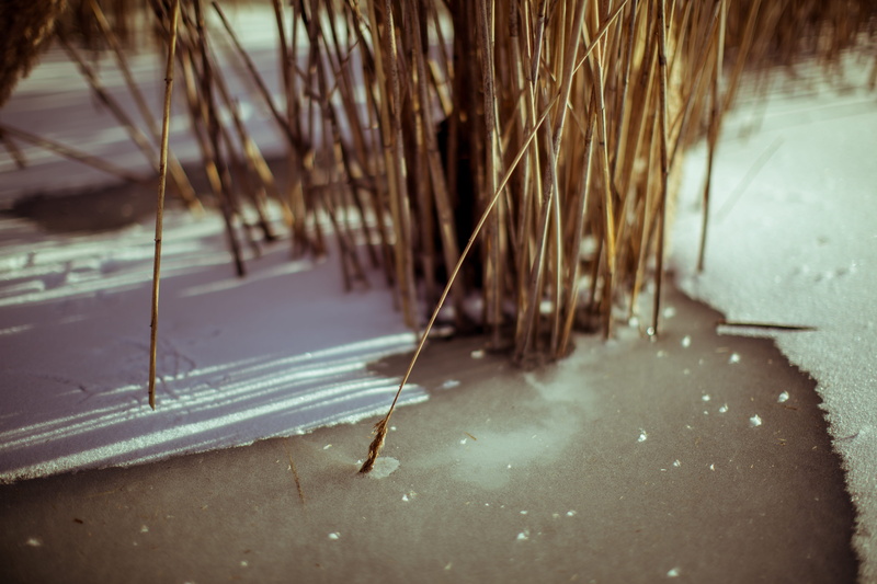 water, lake, wanderlust, wild, inspire, reed, port huron, flooring, no people, selective focus, winter, high angle view, outdoors, spirituality, sticks