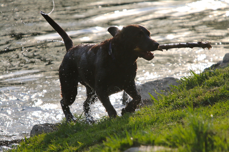 dog, pets, grass, day, 5K, domestic animals, one animal, animal, mouth open, water, field, motion, nature, domestic, canine, mammal, wet, plant, no people