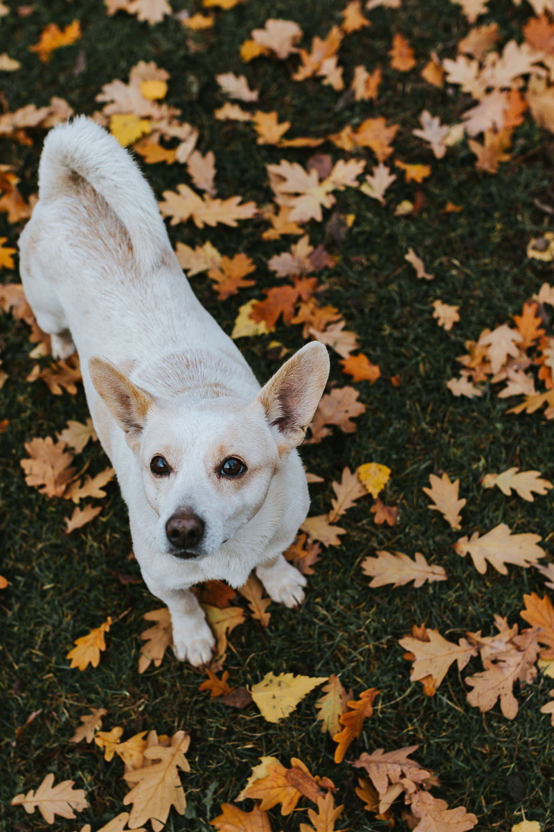lying Down, one animal, portrait, domestic, puppy, vertebrate, canine, 2K, high angle view, leaf, animal head, pets, no people, small, animal, dog, animal themes
