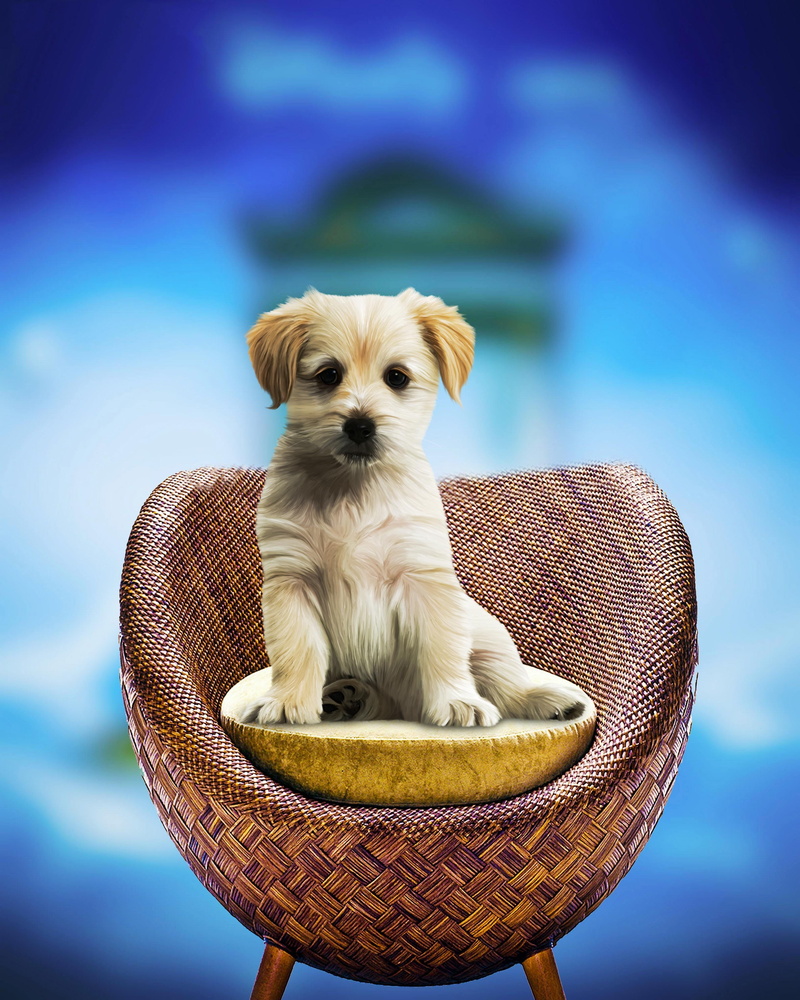looking, bulldog, one animal, vertebrate, pet, sitting, domestic, web banner, looking at camera, dog, doggy, portrait, young animal, shih tzu, animal themes