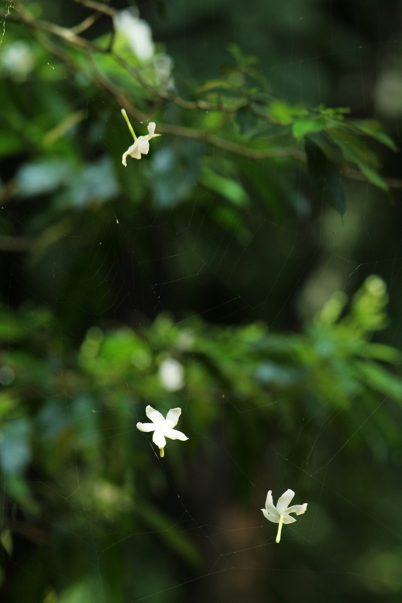 web, spider web, green color, inflorescence, blossom, growth, flower head, natural, 4K, banner, flower, white color, white, selective focus, close-up