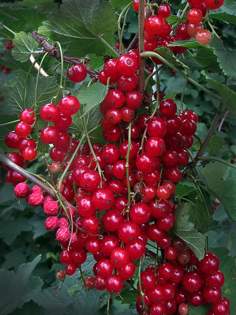 fruits, close-up, soft fruit, nature, currants, red, day, truebeli, food and drink, red Currant, 2K, berry Fruit, delicious, rowanberry, outdoors, fruit