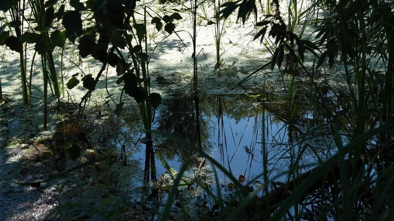 tranquility, forest, branch, swamp, beauty in nature, flora, nature, tree, land, outdoors, trunk, tree trunk, plant, growth, tranquil scene, no people