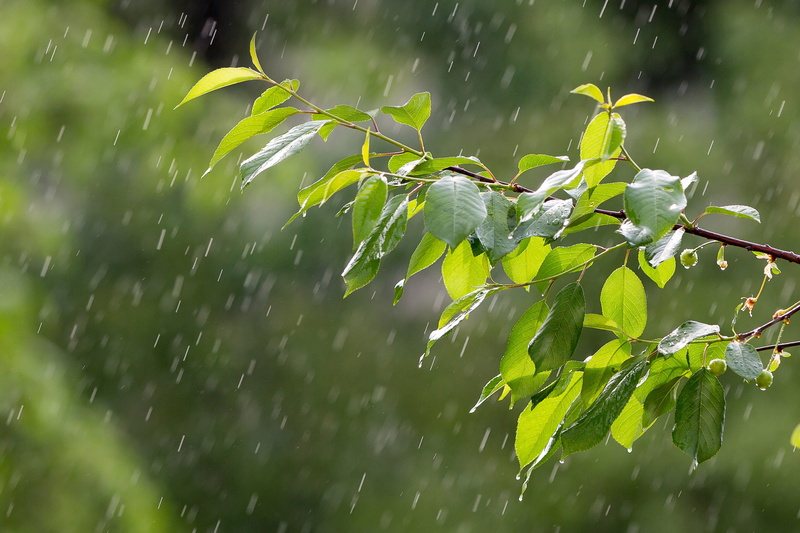plant part, beauty in nature, green color, raindrops, precipitation, 4K, monsoon, plant, wet, close-up, day, focus, the branch of a tree, rain, nature