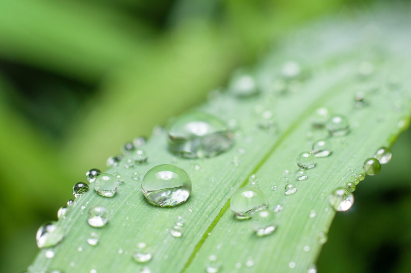 drop, 4K, plant part, nature, droplets, reflection, beauty in nature, leaf, rain, green color, dew, close-up, drops, wet, precipitation, growth, macro