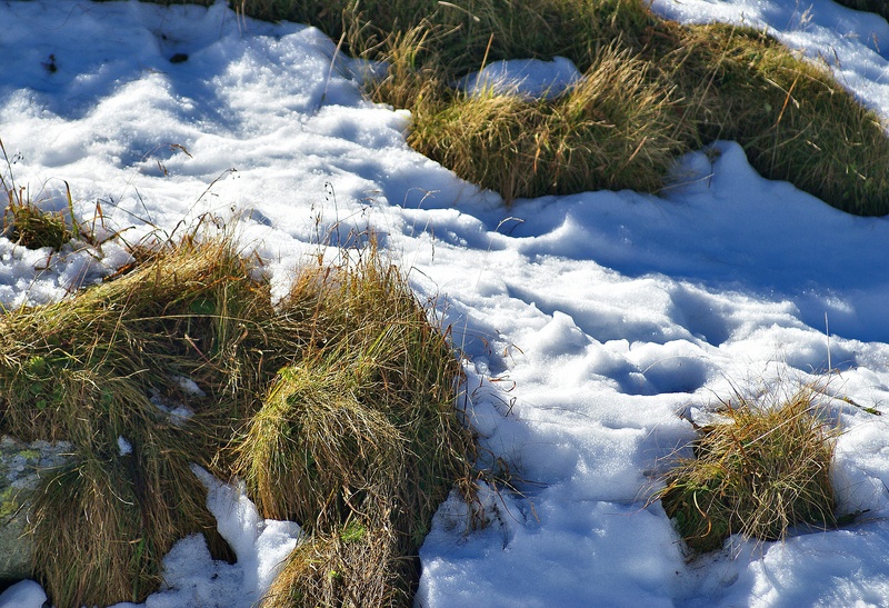 vegetation, white color, snowcapped mountain, precipitation, sunny, land, cloud - sky, beauty in nature, green color, cold - Temperature, plant, tranquility