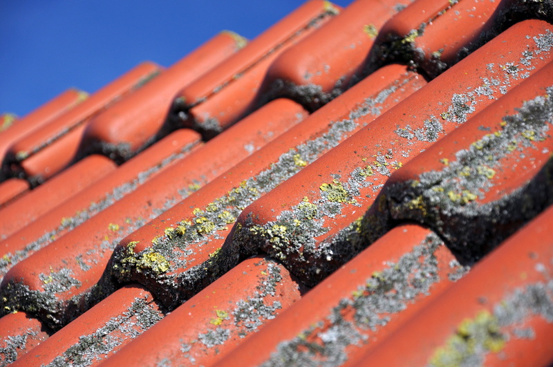 clay tiles, diagonal, mushroom, ceramic, abundance, composite, architecture, topping, food, tile, close-up, cleaning, ill, patina, selective focus, roof