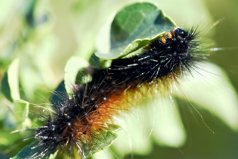 hairy, nature, horrible, insect, animal, plant, fragility, invertebrate, animal themes, growth, garden, focus on foreground, ugly, leaf, animal wildlife