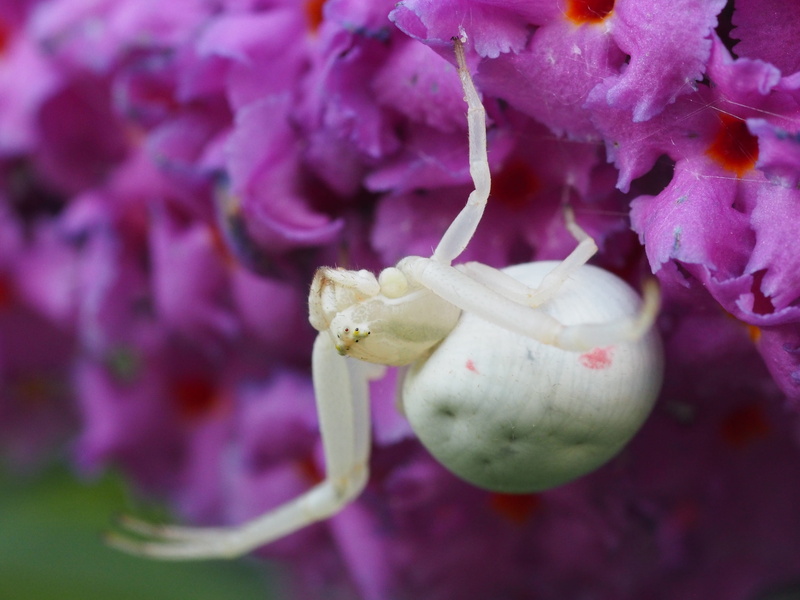 public record, beauty in nature, fauna, blossom, plant, arachnids, flower head, summer, insect, purple, vulnerability, close-up, macro, petal, flowering plant