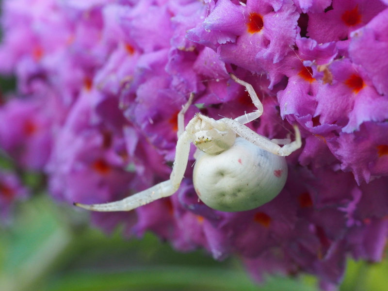arachnids, food, arachne, insect, close, food and drink, flowering plant, garden, flora, 4K, animal, fauna, growth, macro, inflorescence, plant, horrible